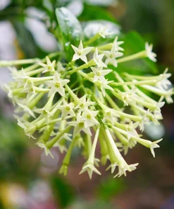 Night Blooming Jasmine Live Plants - Cestrum Nocturnum 5-9