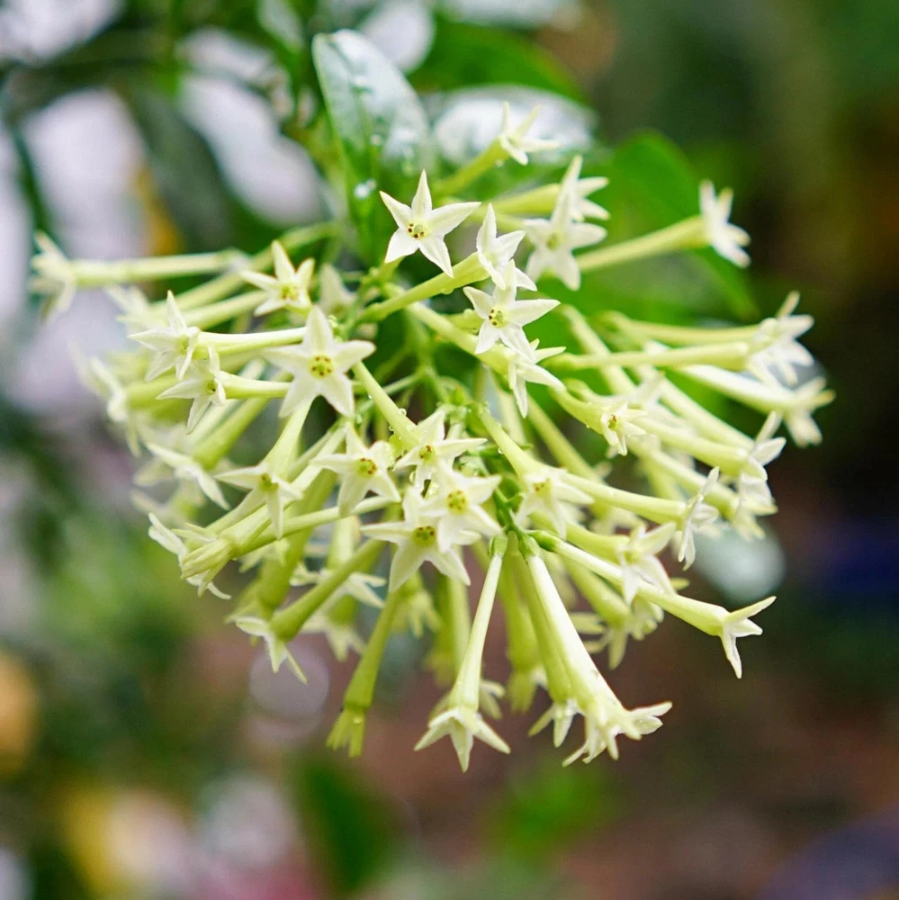 Night Blooming Jasmine Live Plants - Cestrum Nocturnum 5-9" Tall, Pack of 2, Fragrant Outdoor Shrub - Image 7