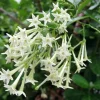 Night Blooming Jasmine Live Plants - Cestrum Nocturnum 5-9" Tall, Pack of 2, Fragrant Outdoor Shrub - Image 1