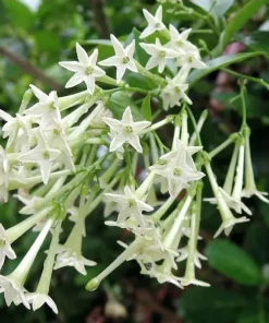 Night Blooming Jasmine Live Plants - Cestrum Nocturnum 5-9" Tall, Pack of 2, Fragrant Outdoor Shrub - Image 1