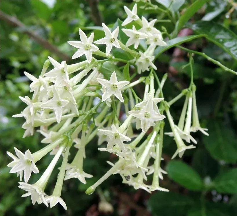 Night Blooming Jasmine Live Plants - Cestrum Nocturnum 5-9" Tall, Pack of 2, Fragrant Outdoor Shrub - Image 1