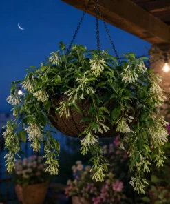 Night Blooming Jasmine Live Plants, Set of 2, 4-6 Inch Tall, Fragrant White Flowers, Outdoor Shrub - Image 2