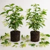Night Blooming Jasmine Live Plants, Set of 2, 4-6 Inch Tall, Fragrant White Flowers, Outdoor Shrub - Image 1