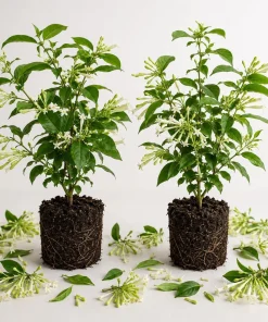 Night Blooming Jasmine Live Plants, Set of 2, 4-6 Inch Tall, Fragrant White Flowers, Outdoor Shrub - Image 1