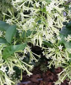 Night Blooming Jasmine Live Plants, Set of 3, 4-6 Inches Tall, Fragrant White Blooms, Outdoor - Image 2