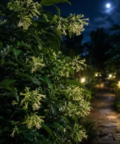 Night Blooming Jasmine Live Plants, Set of 3, 4-6 Inches Tall, Fragrant White Blooms, Outdoor - Image 3