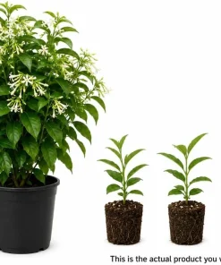 Night Blooming Jasmine Live Plants, Set of 3, 4-6 Inches Tall, Fragrant White Blooms, Outdoor - Image 4