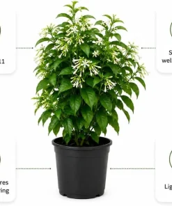 Night Blooming Jasmine Live Plants, Set of 3, 4-6 Inches Tall, Fragrant White Blooms, Outdoor - Image 5