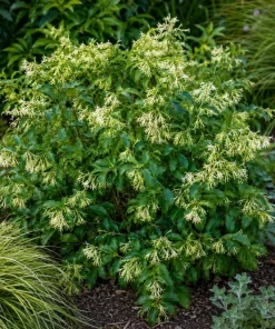 Night Blooming Jasmine Live Plants, Set of 3, 4-6 Inches Tall, Fragrant White Blooms, Outdoor - Image 6