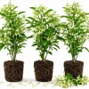 Night Blooming Jasmine Live Plants, Set of 3, 4-6 Inches Tall, Fragrant White Blooms, Outdoor - Image 1