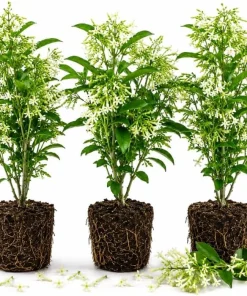 Night Blooming Jasmine Live Plants, Set of 3, 4-6 Inches Tall, Fragrant White Blooms, Outdoor - Image 1