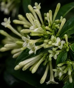 Night Blooming Jasmine Live Plants - Set of 4, 4-6 Inches Tall, White Scented Jessamine - Image 3