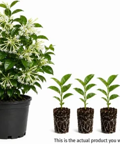Night Blooming Jasmine Live Plants - Set of 4, 4-6 Inches Tall, White Scented Jessamine - Image 5