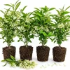 Night Blooming Jasmine Live Plants - Set of 4, 4-6 Inches Tall, White Scented Jessamine - Image 1