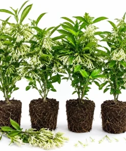Night Blooming Jasmine Live Plants - Set of 4, 4-6 Inches Tall, White Scented Jessamine - Image 1