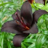 Nightrider Asiatic Lily Bulb - 1 Perennial Outdoor Flower Bulb, Black - Image 1