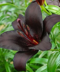 Nightrider Asiatic Lily Bulb - 1 Perennial Outdoor Flower Bulb, Black - Image 1