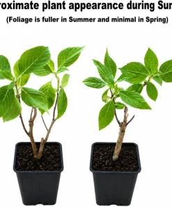 Nikko Blue Hydrangea Live Plant – 6-14 inches Tall – 2.5 inch Pot – Outdoor Flowering Bush - Image 2