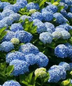 Nikko Blue Hydrangea Live Plant – 6-14 inches Tall – 2.5 inch Pot – Outdoor Flowering Bush - Image 5