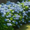 Nikko Blue Hydrangea Live Plant – 6-14 inches Tall – 2.5 inch Pot – Outdoor Flowering Bush - Image 1