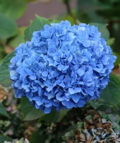 Nikko Blue Hydrangea Live Plant - Mophead Blue Flowering Shrub, 6-12" Tall, Potted - Image 2
