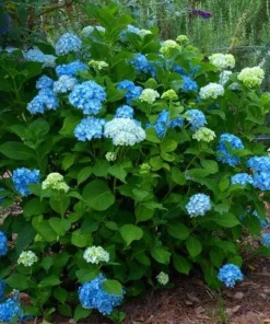 Nikko Blue Hydrangea Live Plant - Mophead Blue Flowering Shrub, 6-12
