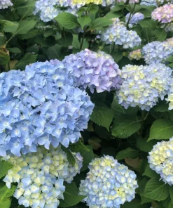 Nikko Blue Hydrangea Live Plant - Mophead Blue Flowering Shrub, 6-12