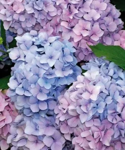 Nikko Blue Hydrangea Live Plant - Mophead Blue Flowering Shrub, 6-12