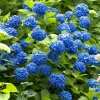 Nikko Blue Hydrangea Live Plant - Mophead Blue Flowering Shrub, 6-12" Tall, Potted - Image 1