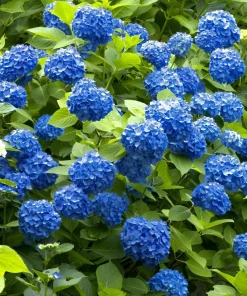 Nikko Blue Hydrangea Live Plant - Mophead Blue Flowering Shrub, 6-12" Tall, Potted - Image 1