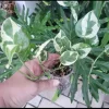 N'Joy Pothos Live Plant - Variegated Epipremnum aureum Potted Houseplant - Image 1