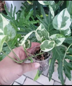 N'Joy Pothos Live Plant - Variegated Epipremnum aureum Potted Houseplant - Image 1