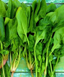 Noble Giant Spinach Seeds – Heirloom Vegetable – 200 Seeds – Large Tender Leaves - Image 2