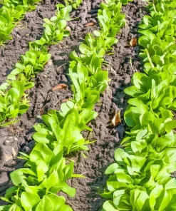 Noble Giant Spinach Seeds – Heirloom Vegetable – 200 Seeds – Large Tender Leaves - Image 4