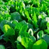 Noble Giant Spinach Seeds – Heirloom Vegetable – 200 Seeds – Large Tender Leaves - Image 1