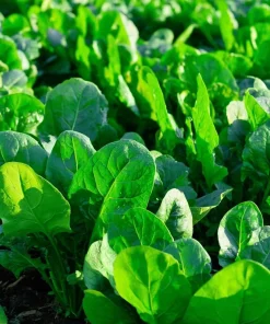 Noble Giant Spinach Seeds – Heirloom Vegetable – 200 Seeds – Large Tender Leaves - Image 1