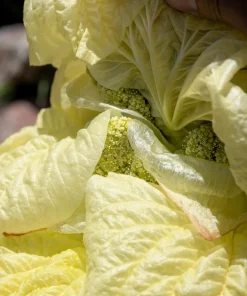 Noble Rhubarb Seeds - Rheum Nobile Ornamental Himalayan Glasshouse Plant - 5 Seeds - Image 12