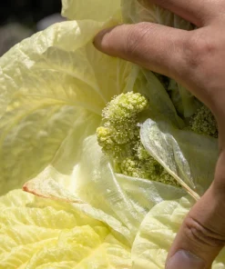 Noble Rhubarb Seeds - Rheum Nobile Ornamental Himalayan Glasshouse Plant - 5 Seeds - Image 13