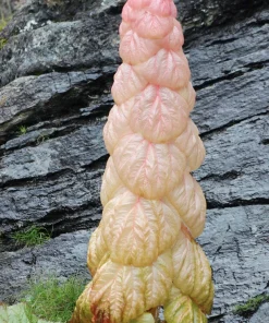 Noble Rhubarb Seeds - Rheum Nobile Ornamental Himalayan Glasshouse Plant - 5 Seeds - Image 2