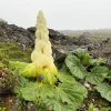 Noble Rhubarb Seeds - Rheum Nobile Ornamental Himalayan Glasshouse Plant - 5 Seeds - Image 1