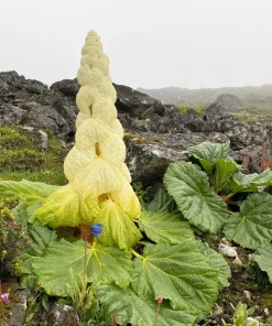 Noble Rhubarb Seeds - Rheum Nobile Ornamental Himalayan Glasshouse Plant - 5 Seeds - Image 1