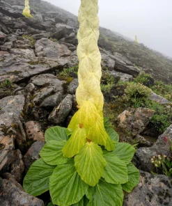 Noble Rhubarb Seeds - Rheum Nobile Ornamental Himalayan Glasshouse Plant - 5 Seeds - Image 3