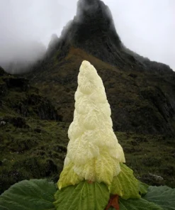 Noble Rhubarb Seeds - Rheum Nobile Ornamental Himalayan Glasshouse Plant - 5 Seeds - Image 4