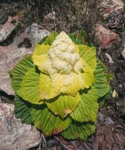 Noble Rhubarb Seeds - Rheum Nobile Ornamental Himalayan Glasshouse Plant - 5 Seeds - Image 5