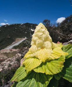 Noble Rhubarb Seeds - Rheum Nobile Ornamental Himalayan Glasshouse Plant - 5 Seeds - Image 6