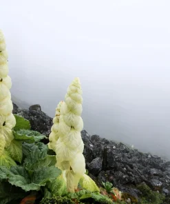 Noble Rhubarb Seeds - Rheum Nobile Ornamental Himalayan Glasshouse Plant - 5 Seeds - Image 7