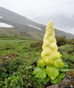 Noble Rhubarb Seeds - Rheum Nobile Ornamental Himalayan Glasshouse Plant - 5 Seeds - Image 8