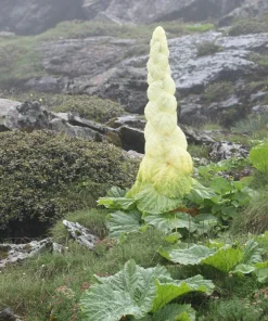 Noble Rhubarb Seeds - Rheum Nobile Ornamental Himalayan Glasshouse Plant - 5 Seeds - Image 9