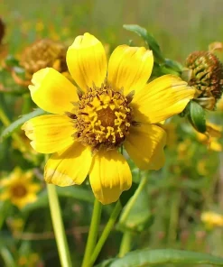 Nodding Bur Marigold Seeds - 50 Bidens cernua Wildflower Seeds for Pollinators - Image 1
