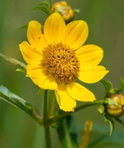 Nodding Bur Marigold Seeds - 50 Bidens cernua Wildflower Seeds for Pollinators - Image 2